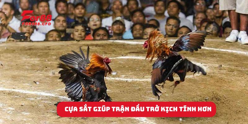 Cựa sắt giúp trận đấu trở kịch tính hơn.