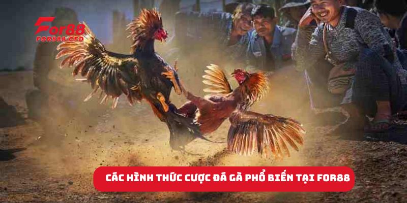 Cựa dao sắc bén tạo nên những đòn đá hiểm hóc.