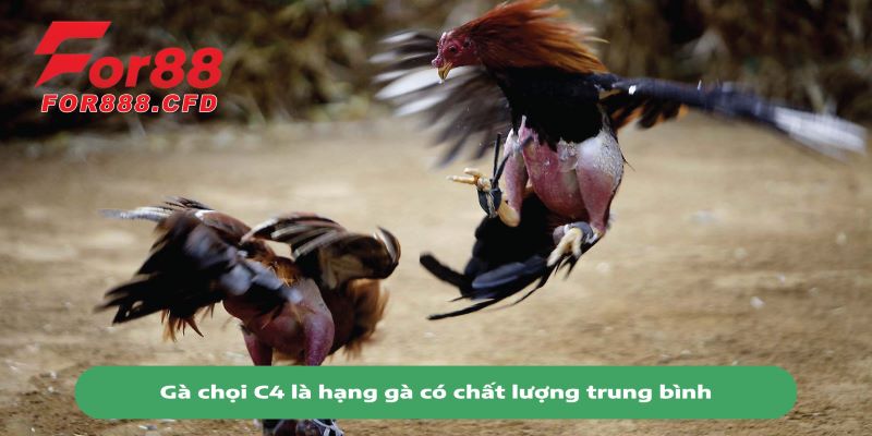 Gà chọi C4 là dòng gà chọi có chất lượng trung bình