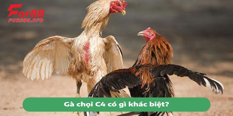 Gà chọi C4 có gì khác biệt?