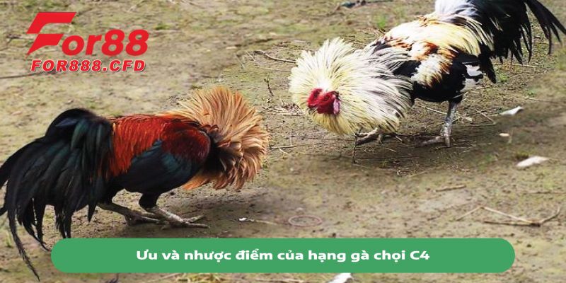 Cách lựa chọn gà chọi C4 để thi đấu